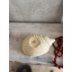 Vide poche coquillage