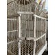 Cage fin XIXeme