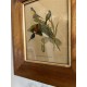 Cadre gravure ornithologique