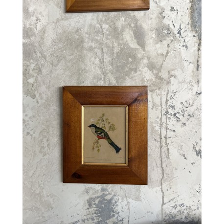 Gravure encadrée oiseau