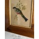Gravure encadrée oiseau
