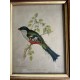 Gravure encadrée oiseau