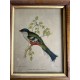 Gravure encadrée oiseau
