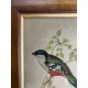 Gravure encadrée oiseau