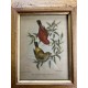 Cadre gravure oiseaux