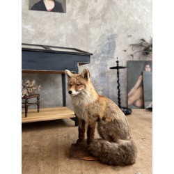 Renard naturalisé