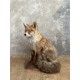Renard naturalisé