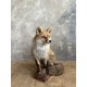 Renard naturalisé