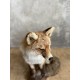 Renard naturalisé