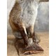 Renard naturalisé