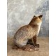 Renard naturalisé
