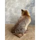 Renard naturalisé