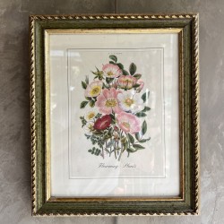 Gravure botanique