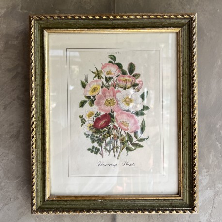 Gravure botanique