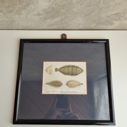 Cadre poisson sole