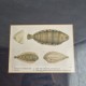 Cadre poisson sole