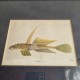 Cadre poisson dragonet