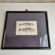 Cadre poisson cabillaud et haddock