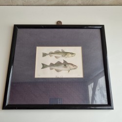Cadre poisson cabillaud et haddock
