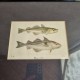 Cadre poisson cabillaud et haddock