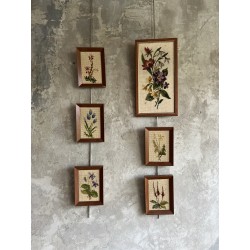 Série de cadre fleuris