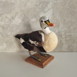Eider à tête grise