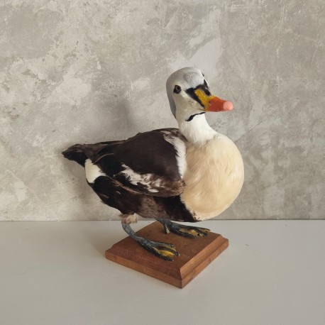 Eider à tête grise
