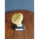 Champignon Amanite Citrine