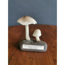 Champignon Inocybe de Patouillard